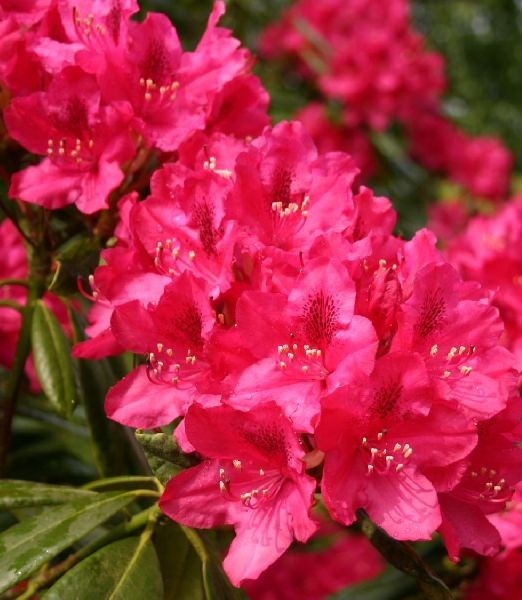 Rhododendron 'Nova Zembla'